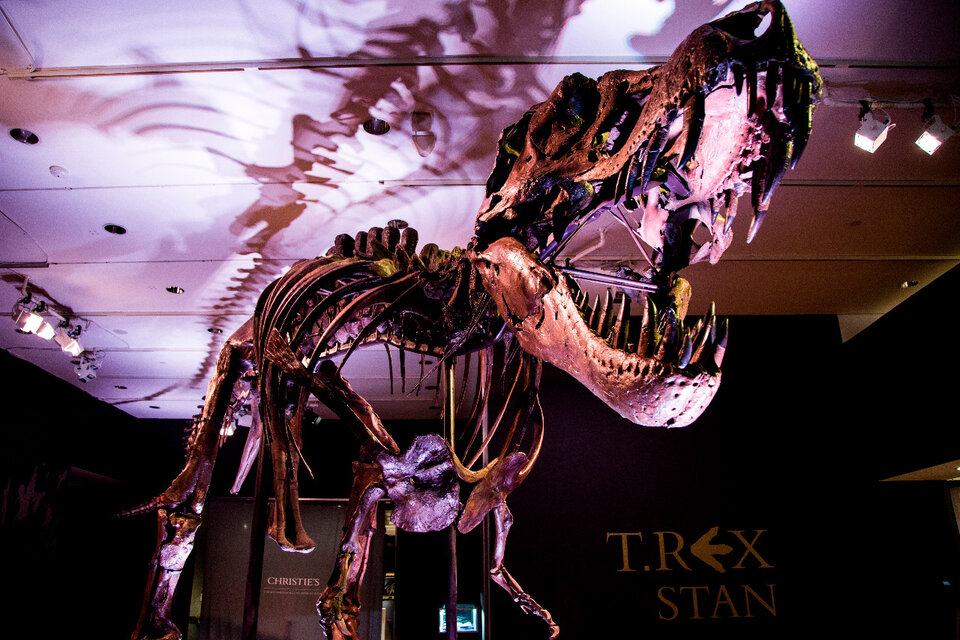 Subastan un Tiranosaurio Rex por 8 millones de dólares en Nueva York  (Fuente: EFE)
