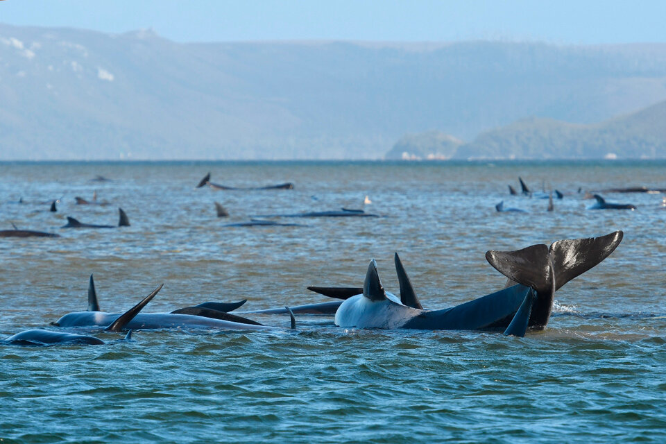En Australia intentan salvar a más de 250 ballenas varadas en la isla de Tasmania (Fuente: EFE)