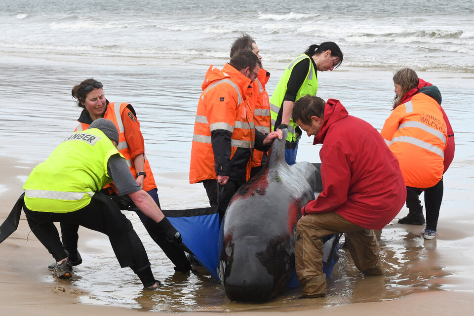 En Australia ya murieron unos 90 ballenas de las cerca de 300 que quedaron varadas. (Fuente: AFP)