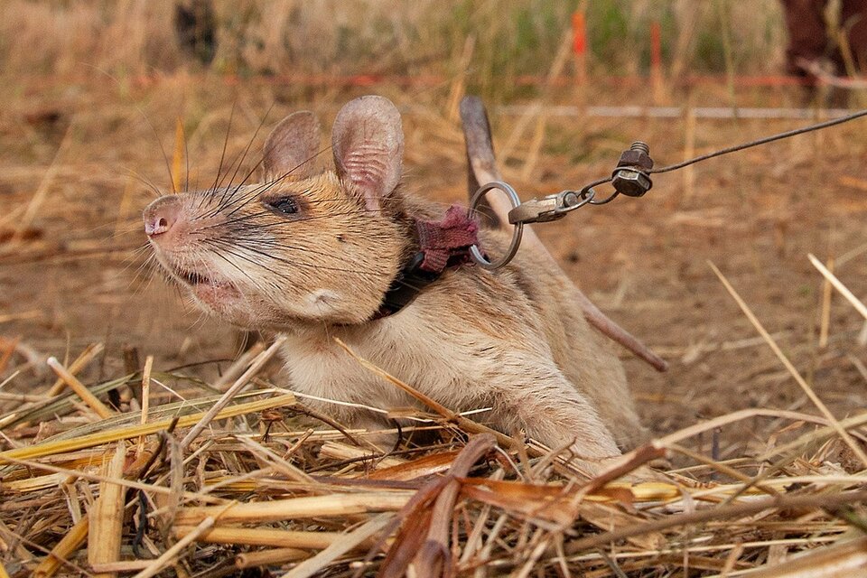 Magawa, la rata detectora de minas premiada por su valor (Fuente: AFP)