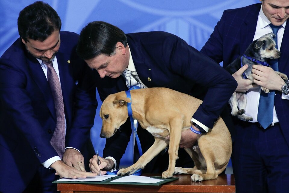 Jair Bolsonaro promulgó una ley contra el maltrato animal e hizo "firmar" a un perro