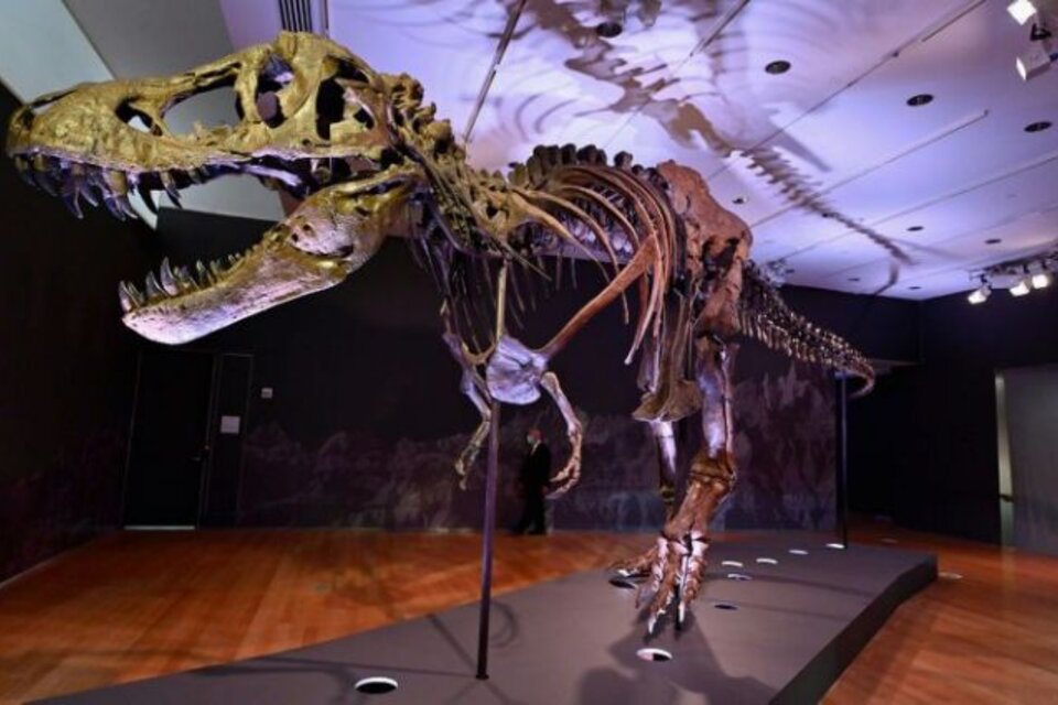 Tiene casi cuatro metros de alto y otros doce desde la cabeza a la última vértebra de la cola. (Fuente: AFP)