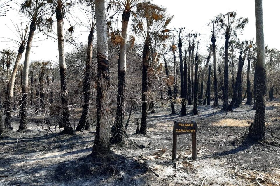 El incendio desatado el jueves pasado destruyó un total de 80 hectáreas en el parque fundado en 2015, donde -a su vez- funciona la Estación Biológica del Conicet asentada hace 40 años en Corrientes. (Fuente: Facebook Parque Provincial San Cayetano)