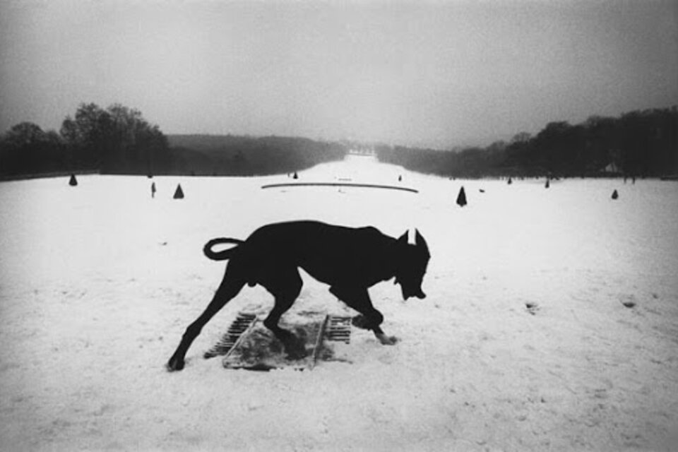 "Perro errante" de Josef Koudelka