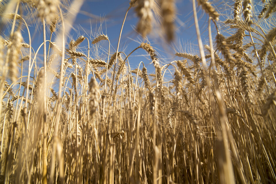 "No tenemos dudas que el trigo HB4 no tiene riesgos ambientales ni de salud pública", afirman entidades agropecuarias. (Fuente: NA)