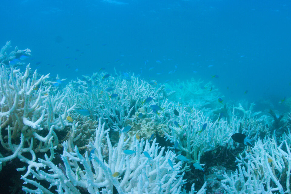 La Gran Barrera alberga a 400 tipos de coral, 1.500 especies de peces y 4.000 variedades de moluscos. (Fuente: AFP)
