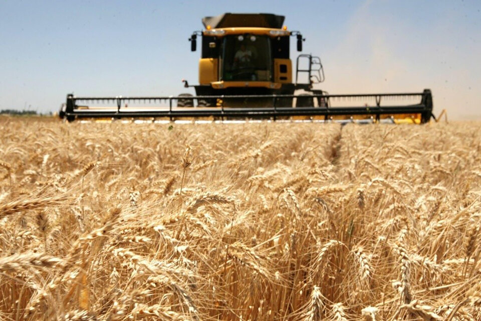 El 85 por ciento de los productores brasileños no está a favor de utilizar trigo transgénico y el 90 por ciento dijo estar dispuesto a detener sus compras de trigo argentino.
