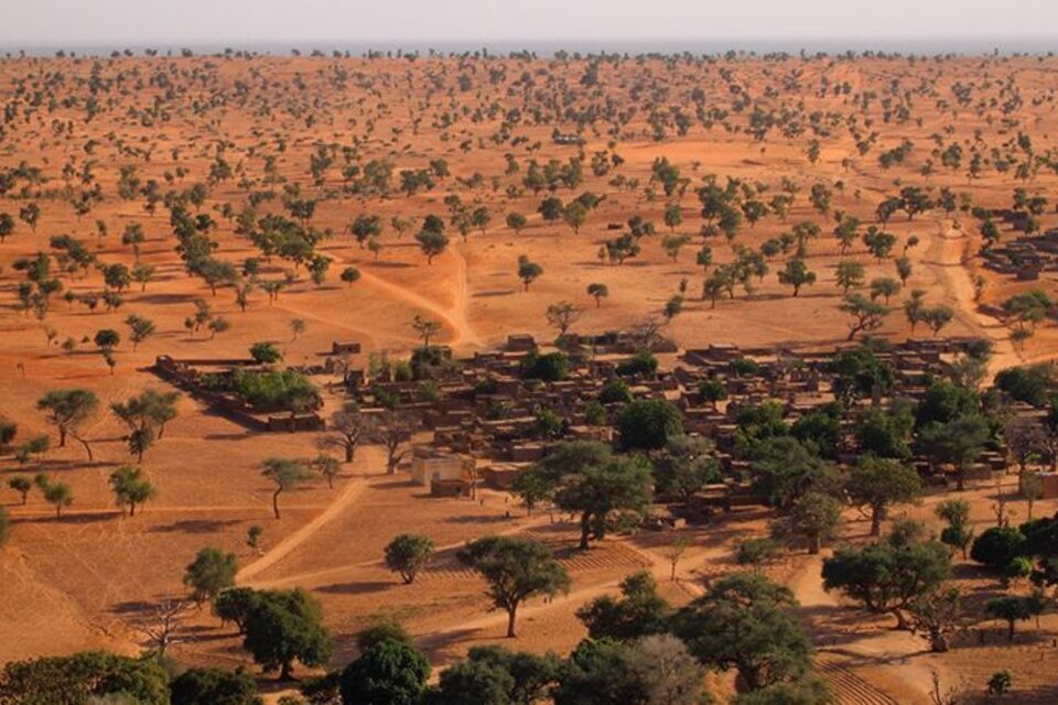 El desierto del Sahara alberga millones de árboles solitarios