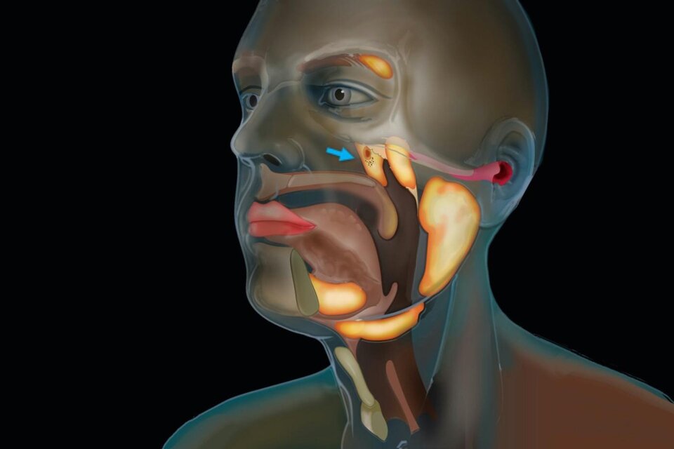 Investigadores descubrieron un nuevo órgano en la garganta