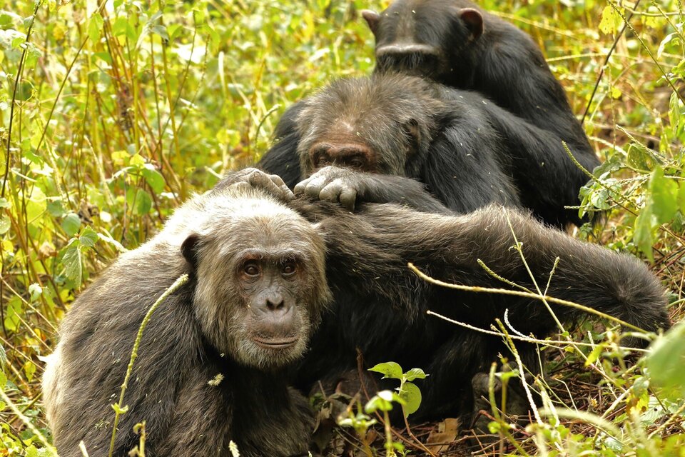 Al envejecer los chimpancés, como los humanos, priorizan las amistades importantes. (Fuente: DPA)