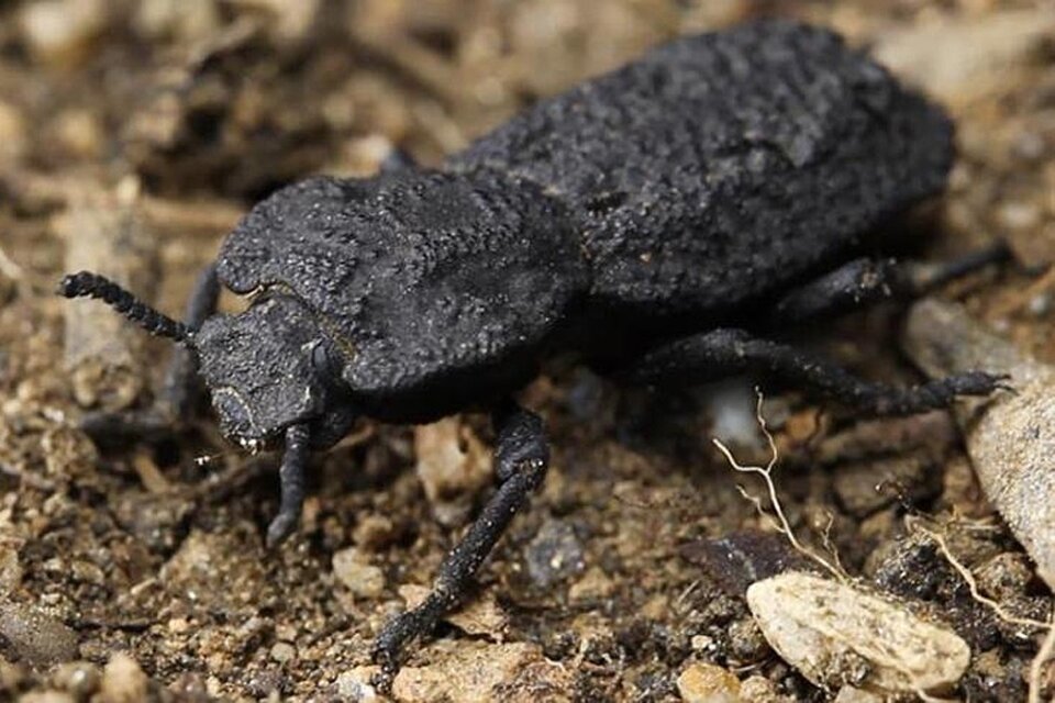 El escarabajo acorazado tiene una las estructuras más duras y resistentes al aplastamiento conocida en el mundo biológico. (Fuente: EFE)