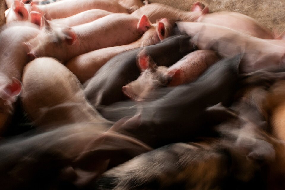 La Argentina tiene las condiciones para elevar la producción porcina. (Fuente: Verónica Bellomo)
