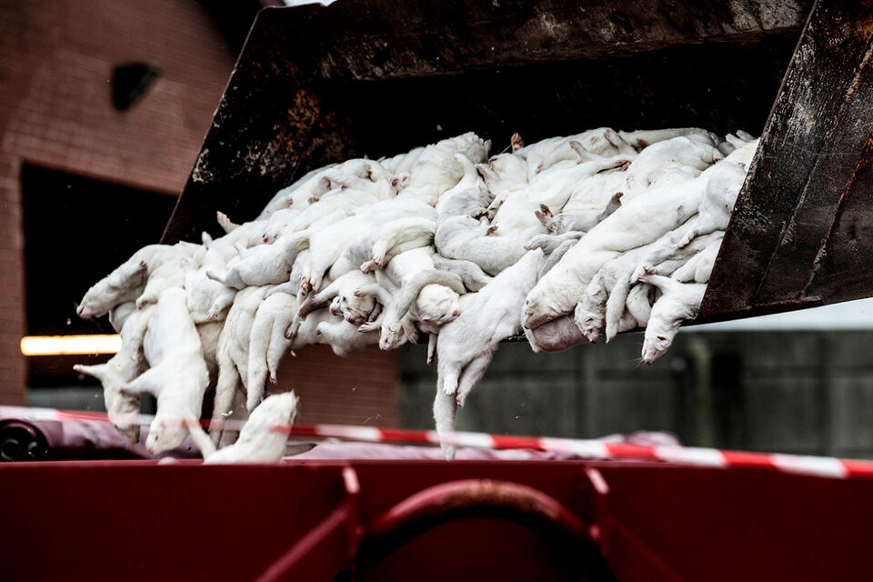 Dinamarca anunció el sacrificio de hasta 17 millones de visones, distribuidos en unas mil granjas. (Fuente: EFE)