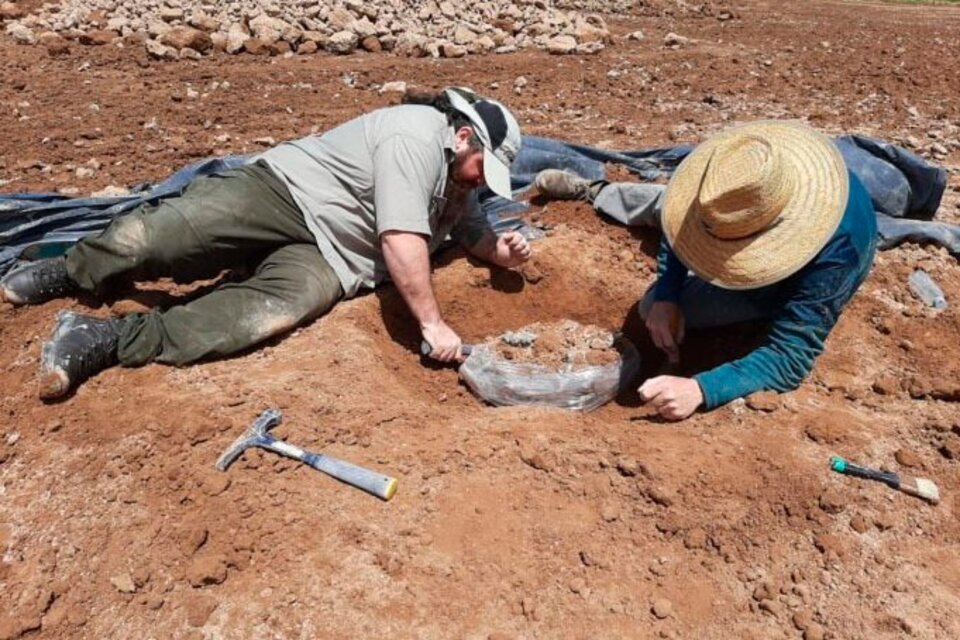 Descubrieron restos fósiles de una "osa gigante" en Carmen de Areco  