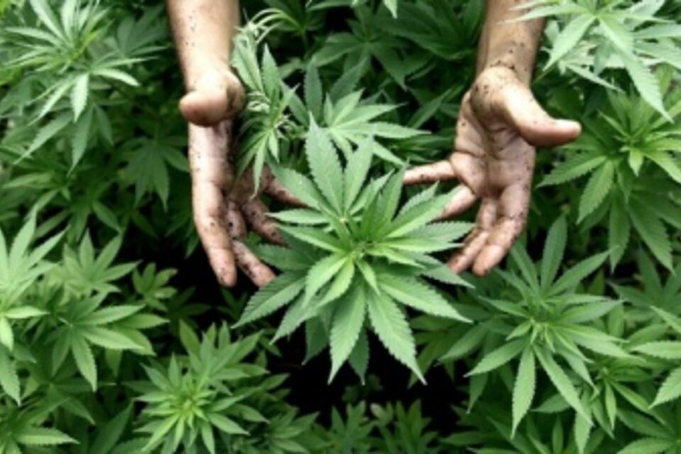 Autorizaron el autocultivo para el cannabis medicinal y en Salta esperan su impulso