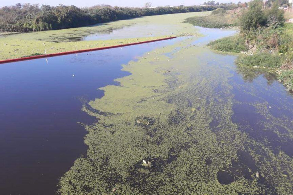 El Delta está sufriendo la floración masiva de cianobacterias, algunas de las cuales pueden producir toxinas peligrosas para la salud.