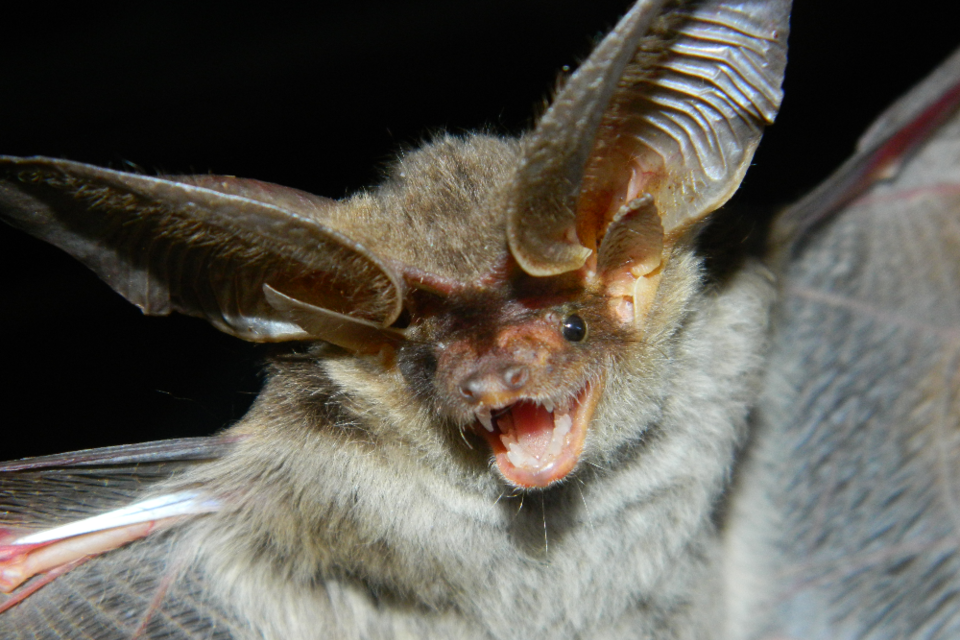 El murciélago, otra víctima de la desinformación  (Fuente: Fotos gentileza Yanina Bonduri)