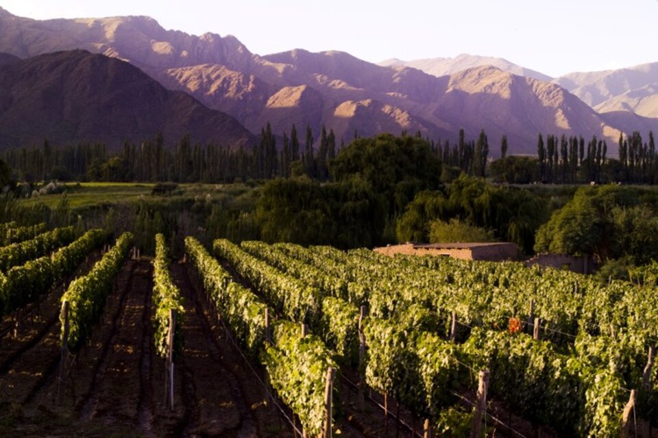 La ruta del vino en los Valles Calchaquíes