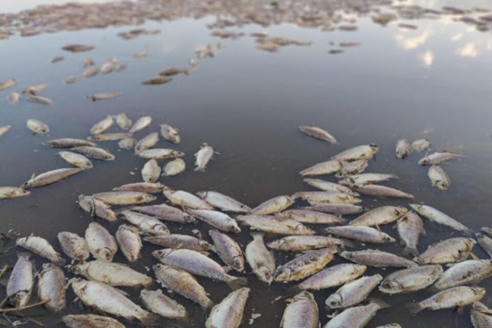 Aparecieron miles de peces muertos en el río Salado