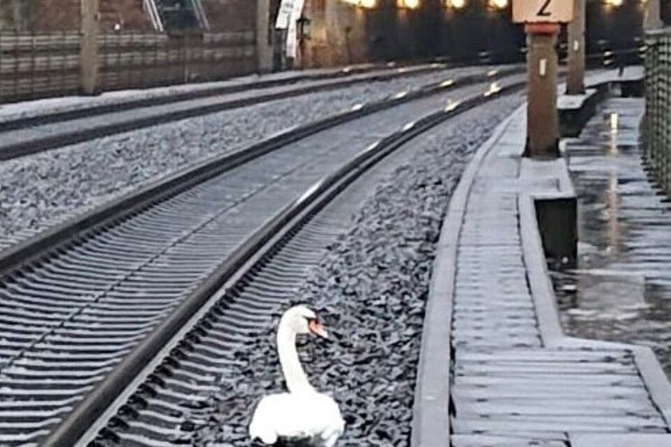 Un cisne, de duelo por la muerte de su compañero, retrasó una veintena de trenes en Alemania
