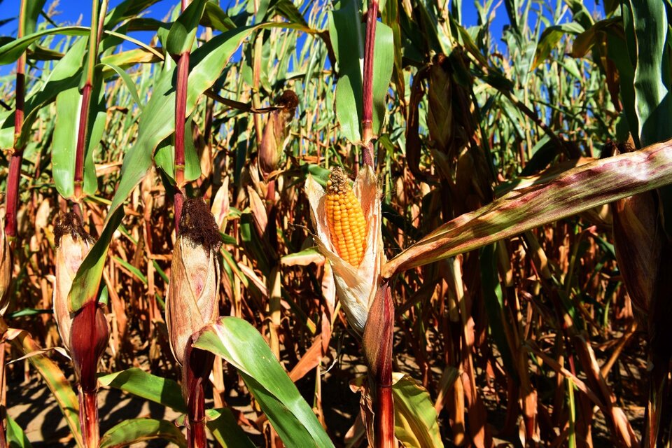 El gobierno convocará al diálogo a los actores del mercado del maíz. (Fuente: AFP)