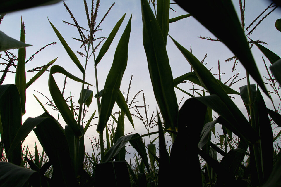 En medio de la tensión creciente entre el Gobierno y la Mesa de Enlace tras le decisión del Ejecutivo de cerrar las exportaciones de maíz hasta marzo, desde el Poder Ejecutivo advirtieron que no se moverán "ni un centímetro. (Fuente: Pablo Aneli)