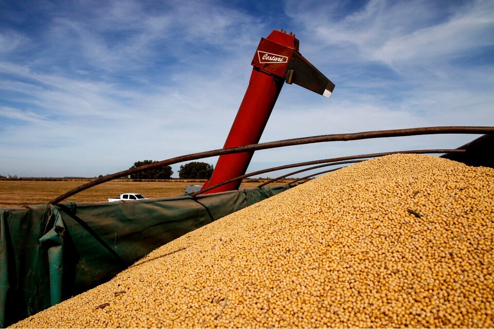 El maíz y el trigo alcanzaron su mayor valor en seis años, igual que la soja. (Fuente: NA)