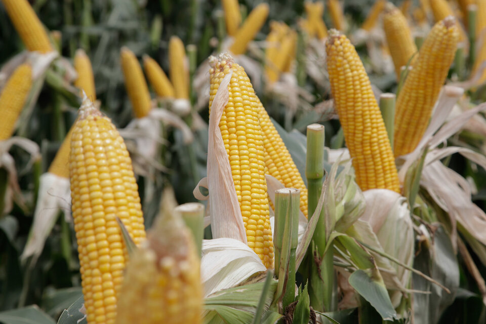 Las razones de la suspensión temporal de las exportaciones de maíz (Fuente: AFP)