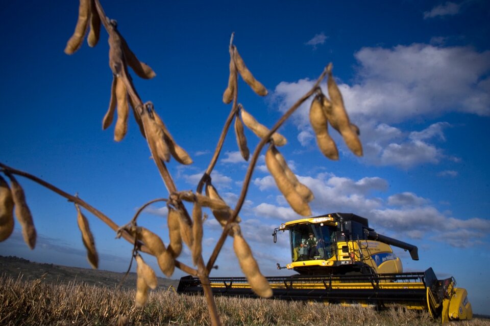 La sequía en Brasil y Argentina empuja el precio de la soja a nivel internacional. (Fuente: Alejandro Elías)
