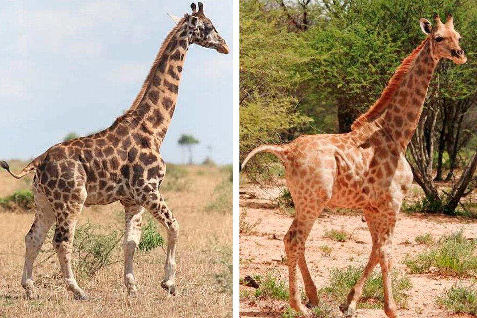 Las dos jirafas enanas encontradas en África. (Fuente: Giraffe Conservation Foundation (GCF))