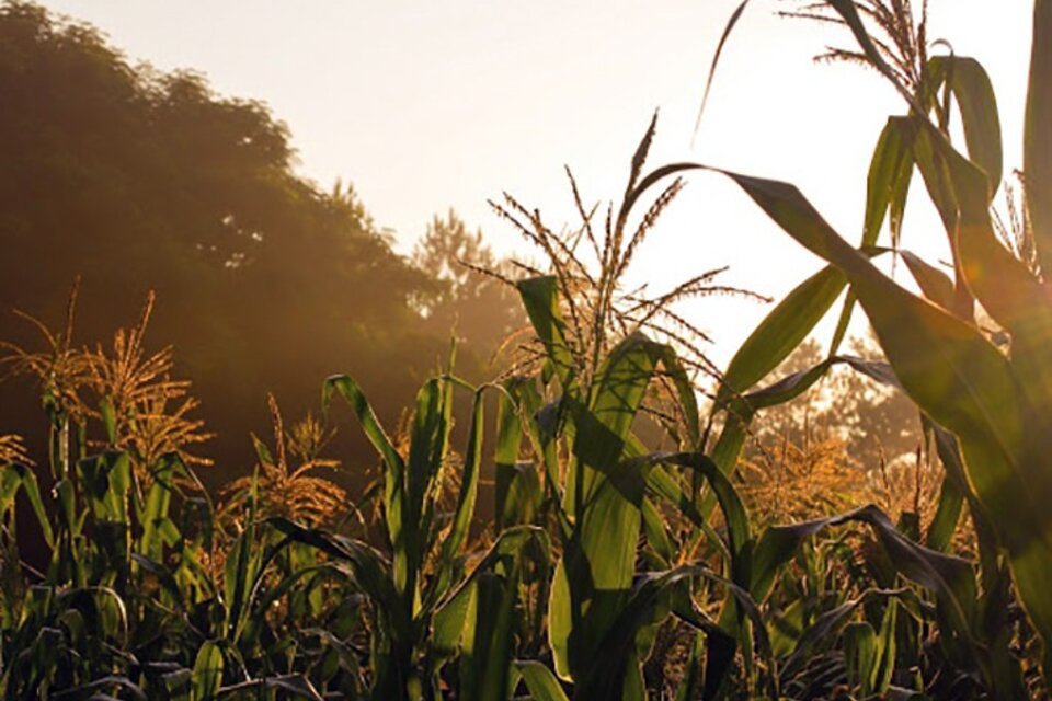 El Gobierno aseguró que busca garantizar el abastecimiento interno de maíz.