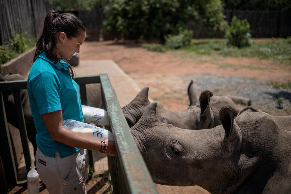Dos de los rinocerontes cobijados en el orfanato de Sudáfrica. (Fuente: AFP)