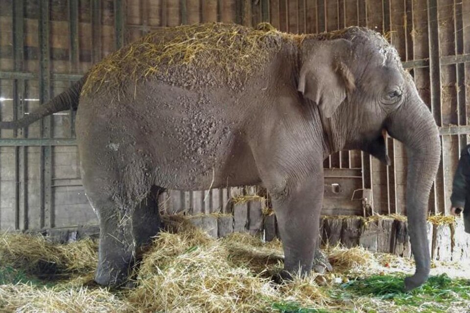 Zoo de Luján: piden investigar la muerte de la elefanta Sharima