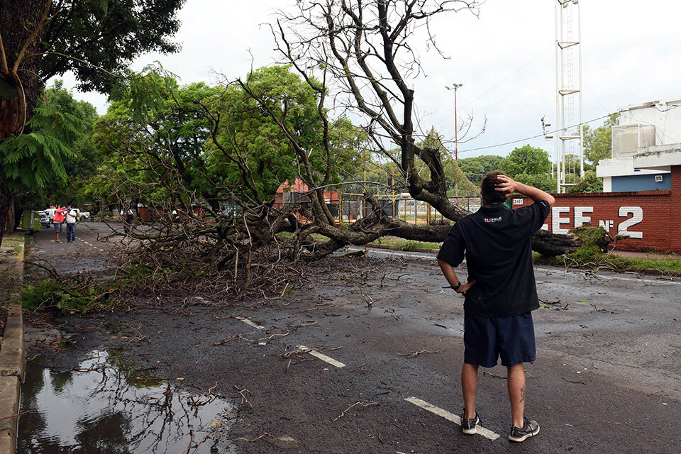 Arbol caído en Ovidio Lagos al 2400. (Fuente: Sebastián Granata)