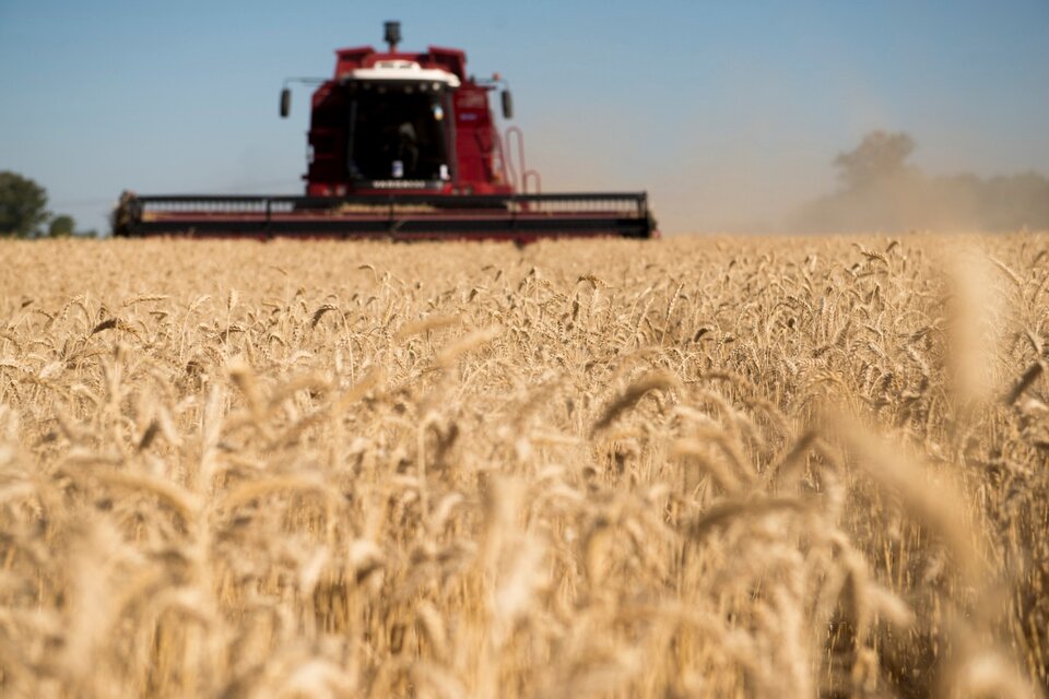 El trigo se ubicó en 253 dólares por tonelada y acumuló un incremento del 50 por ciento en los últimos cuatro meses.  (Fuente: Lucas Benedetti)