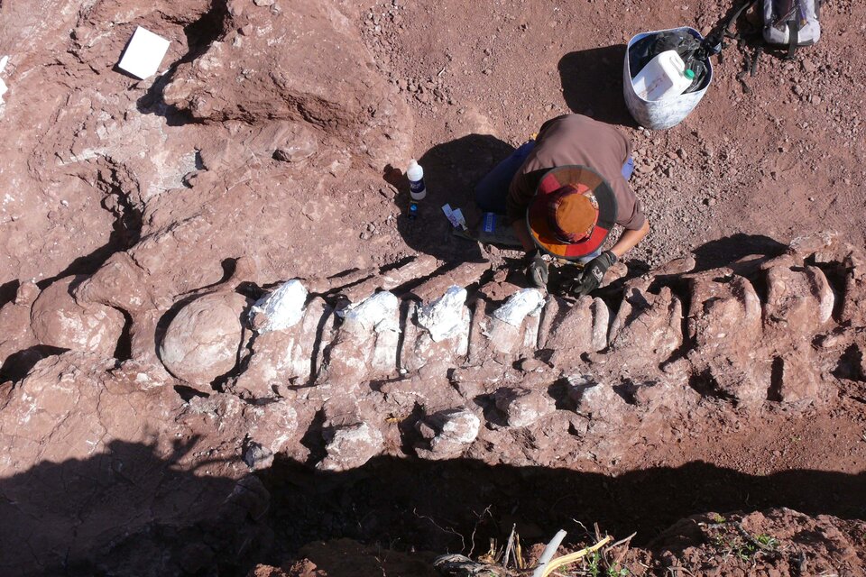 Encontraron restos de un dinosaurio gigante en Neuquén (Fuente: Télam)