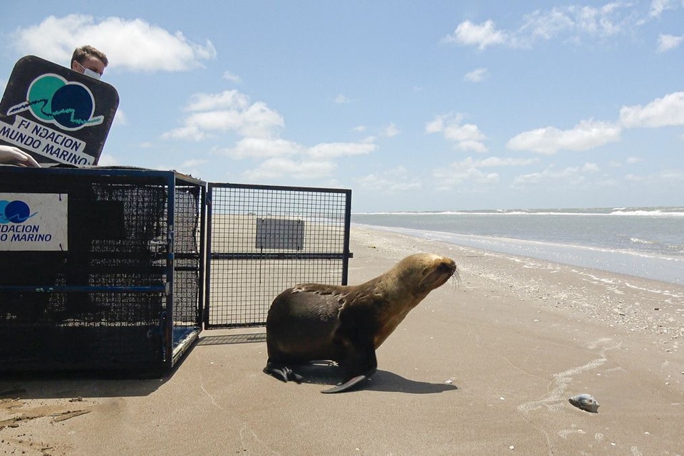 Los animales marinos pasan hambre