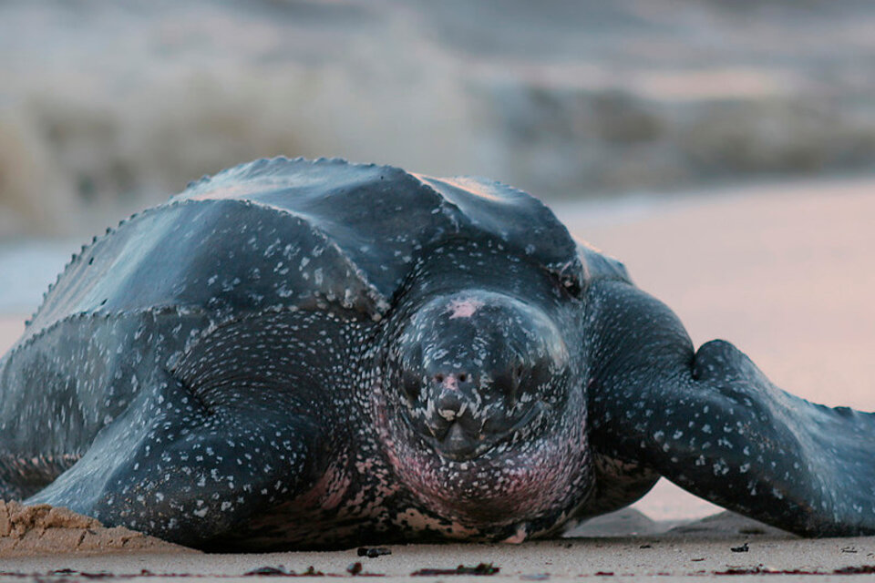 Nacieron en Ecuador 38 tortugas marinas gigantes
