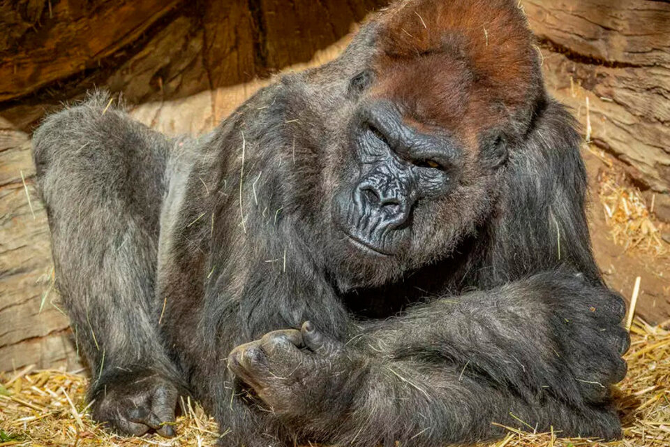 Winston, 48, fue uno de los gorilas tratados con anticuerpos monoclonales. (Fuente: AFP)