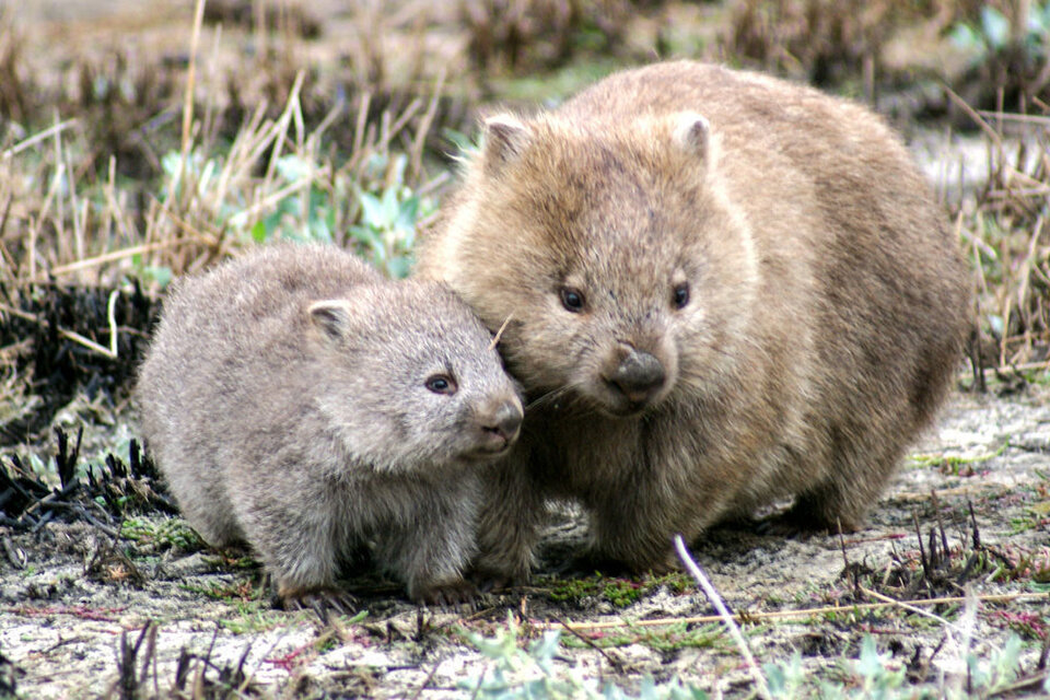 Resolvieron el misterio de la forma cúbica del excremento del wombat  (Fuente: EFE)