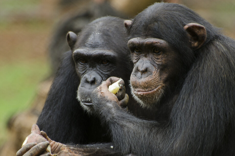 El refugio Tacugama alberga a casi 100 chimpancés rescatados del comercio ilegal, la caza o como mascotas abandonadas.