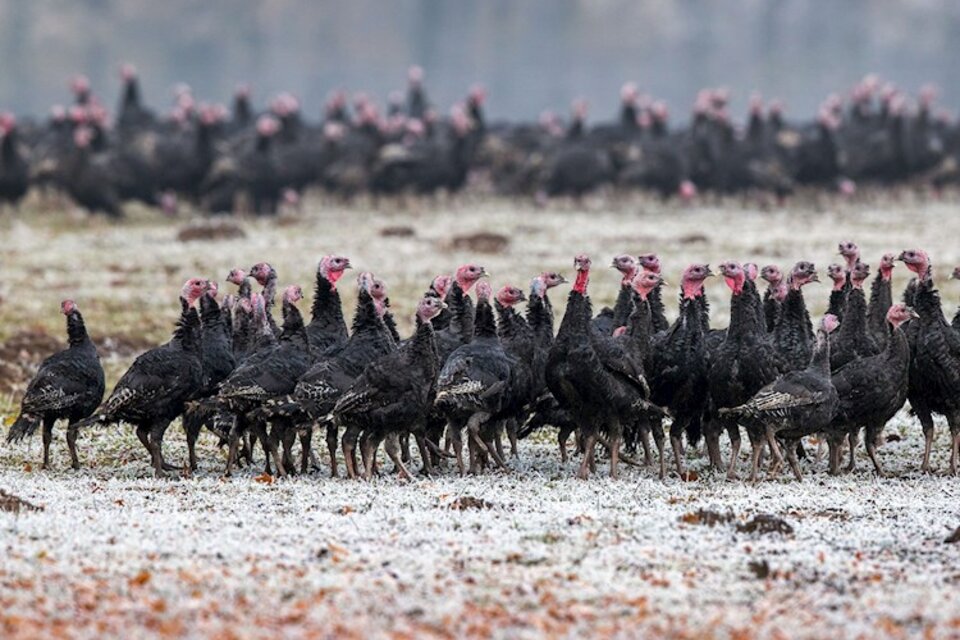 La cepa H5N8 apareció en una granja en el sur de Rusia.  (Fuente: EFE)