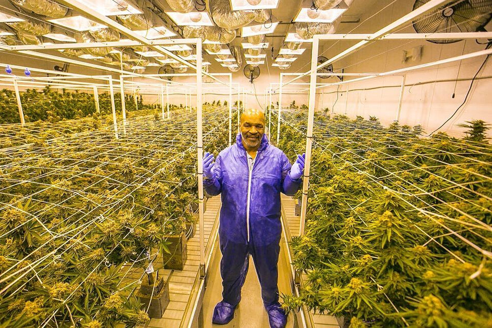 Mike Tyson en su plantación de cannabis. (Fuente: Instagram / @tysonranchofficial)