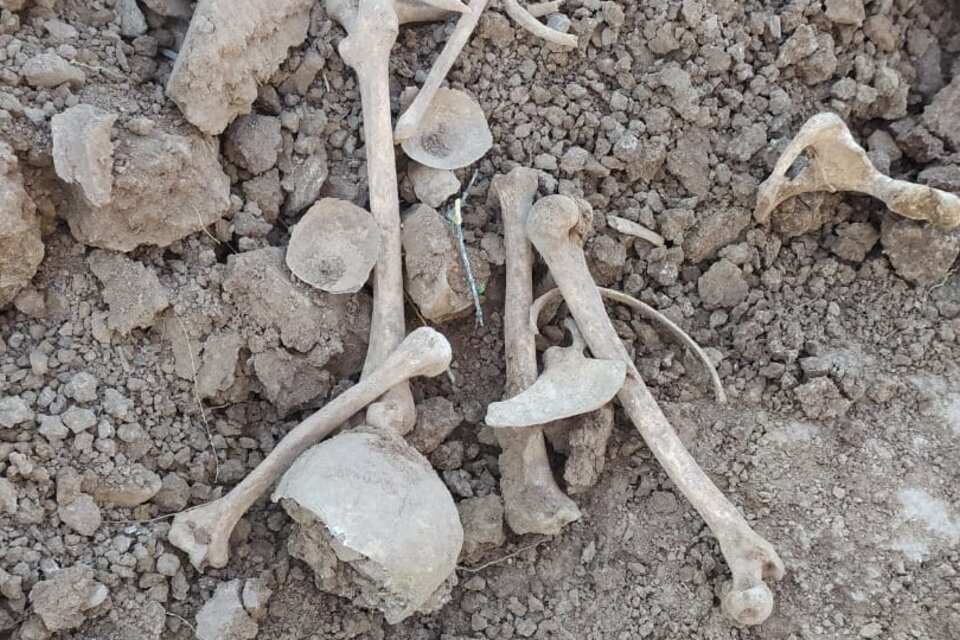 Restos óseos encontrados en Rivadavia