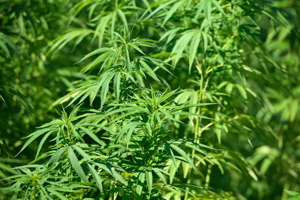 Cannabis medicinal: General La Madrid es el primer municipio autorizado a cultivarlo (Fuente: AFP)