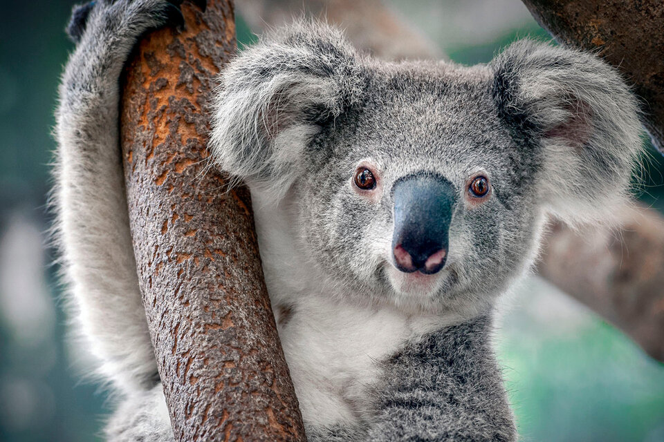 Australia quiere crear un "súper koala"