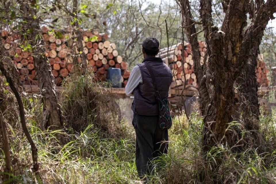 Sigue la tala ilegal en tierras originarias pese una cautelar que la prohíbe  (Fuente: Gentileza Martín Kraft)