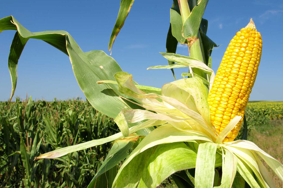 Boom de la producción de maíz