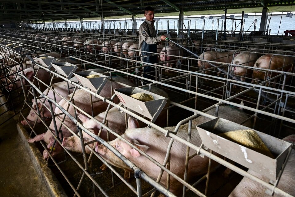 La producción local de cerdo se duplicó en los últimos 10 años y suma 700 mil toneladas anuales.