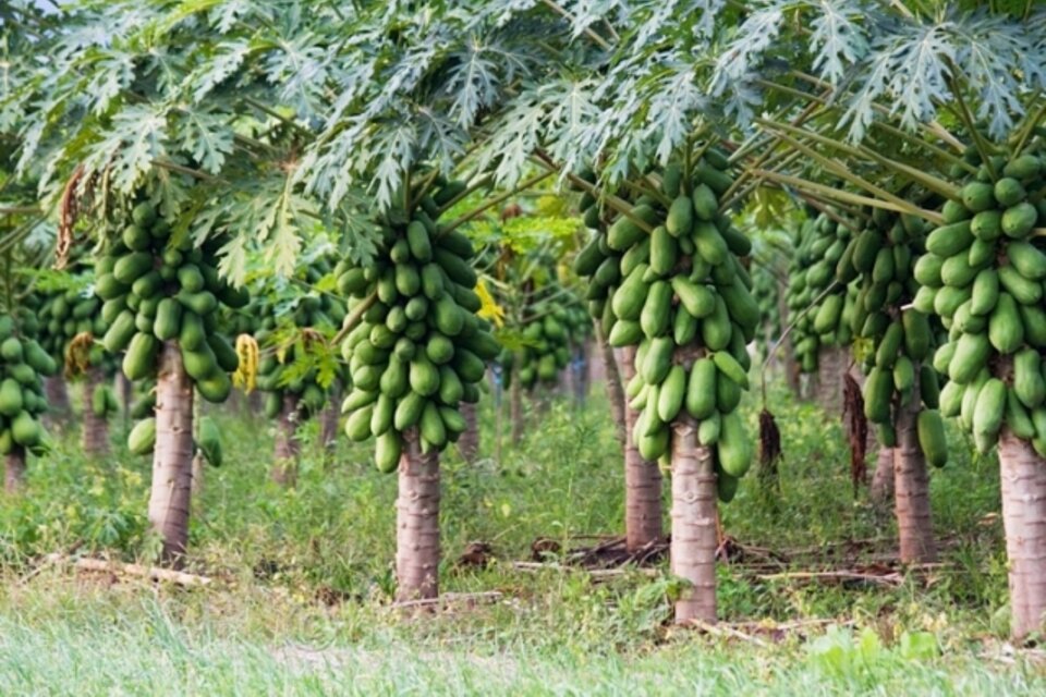 La papaya, una alternativa para diversificar la producción 